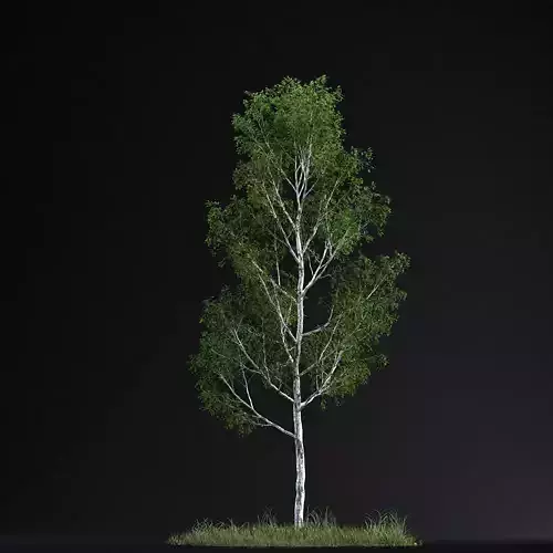 BirchTree 01
