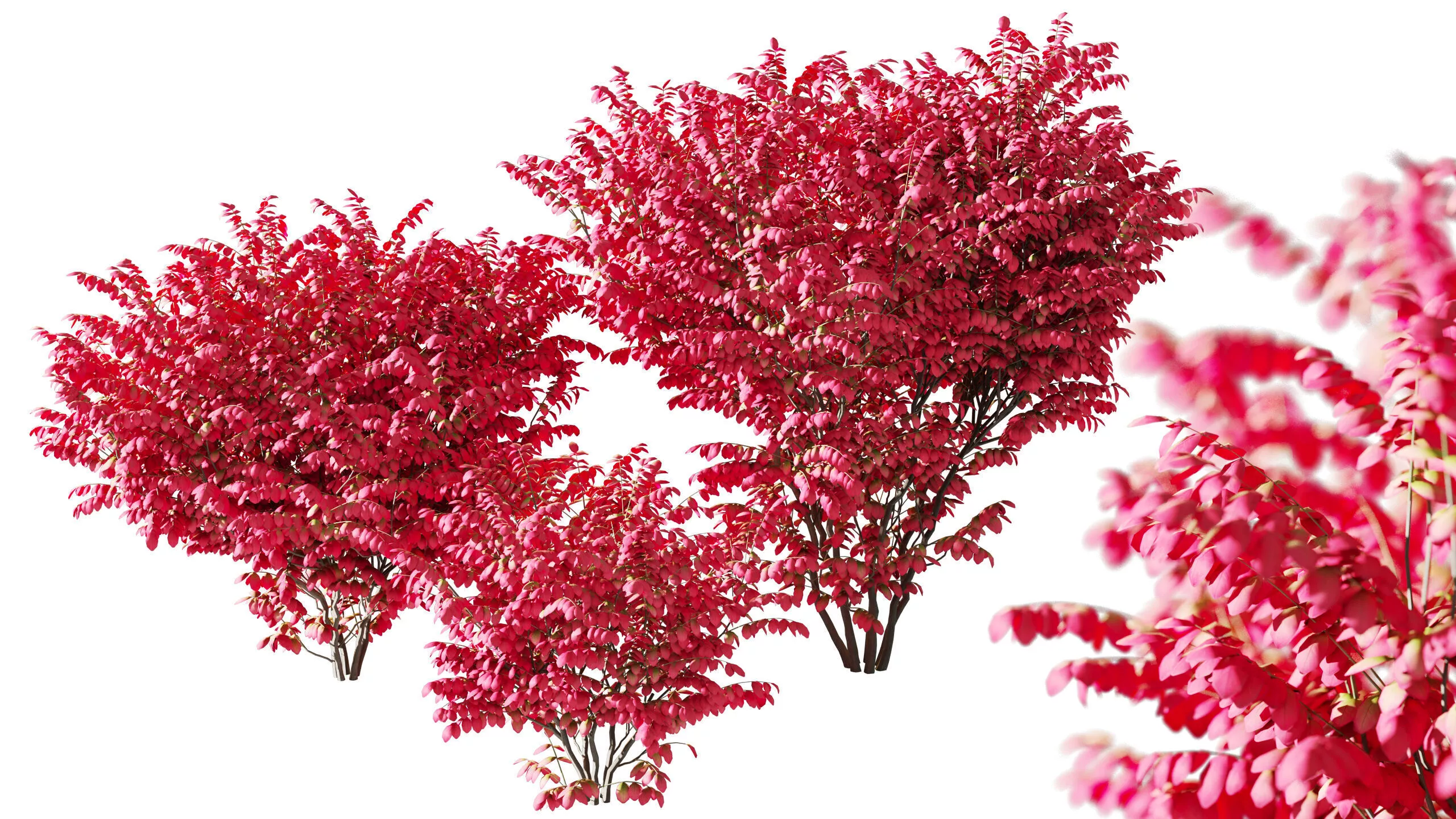 Euonymus alatus set 190 cm 003 3D model