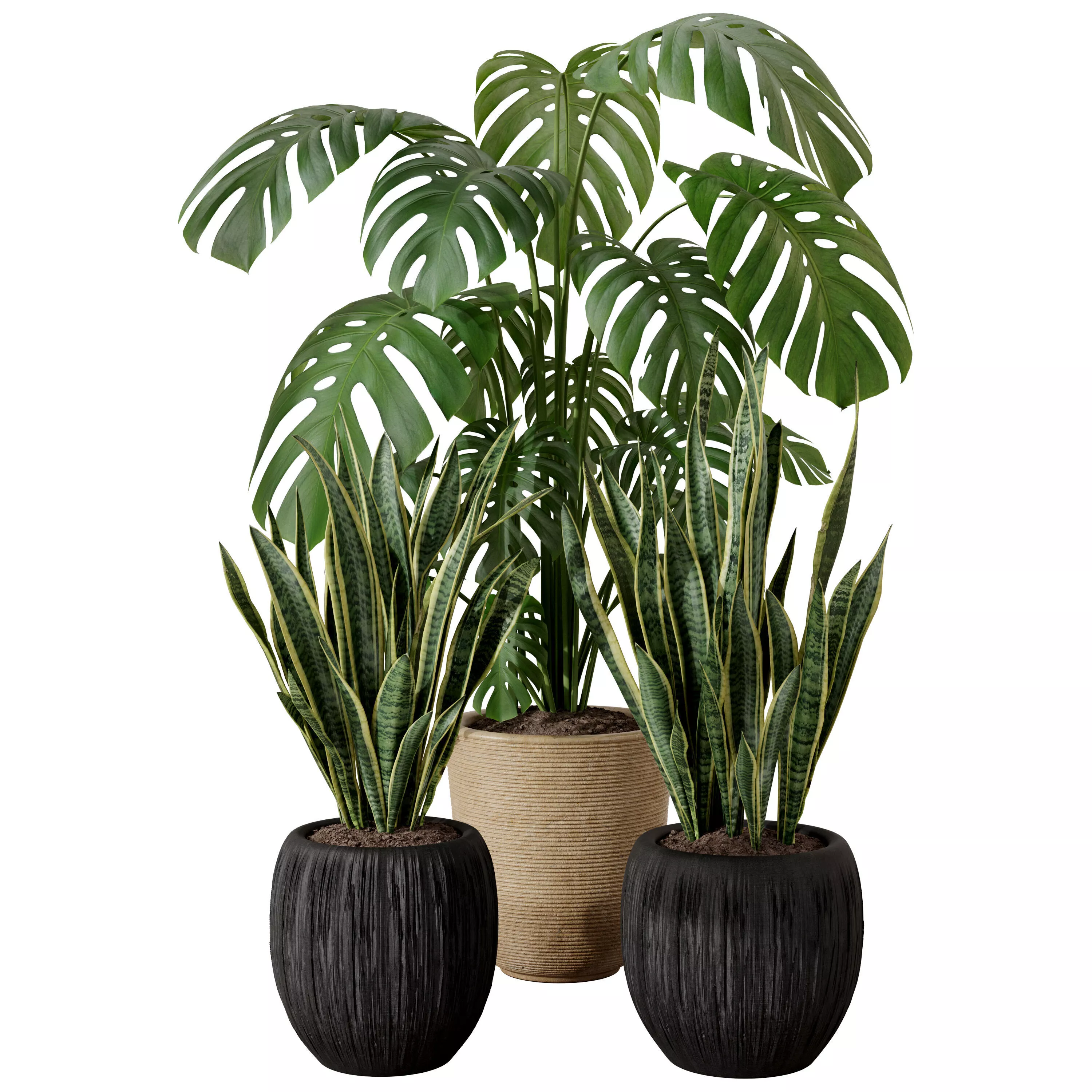 Indoor Monstera and Sansevieria Plants Set 3D model