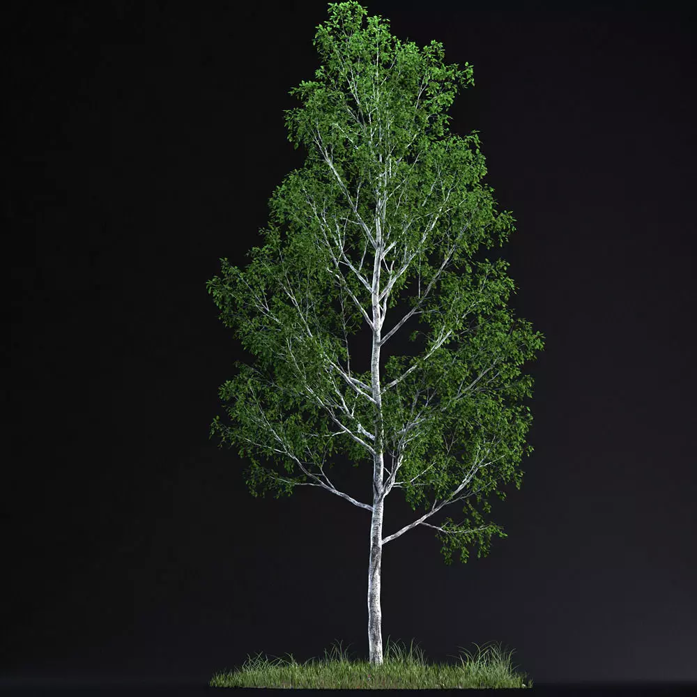 BirchTree 02 3D model