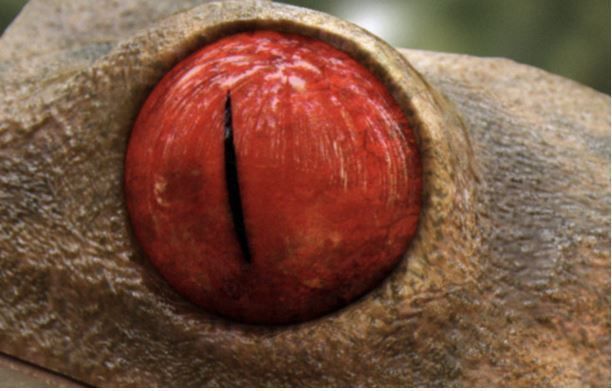 Frog Riged Textuerd Low poly Uv unvraped Animated Low-poly 3D model_3