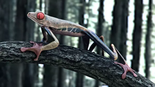 Frog Riged Textuerd Low poly Uv unvraped Animated Low-poly 3D model_0