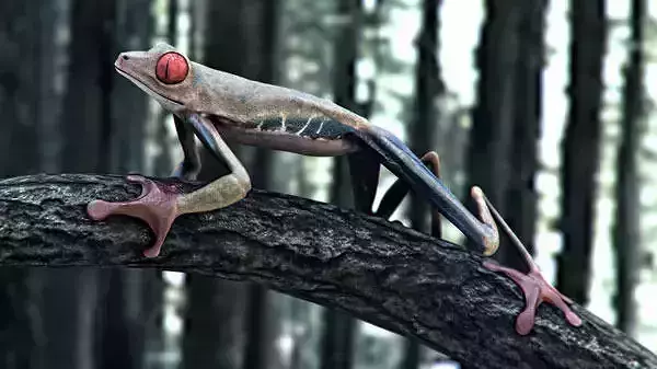 Frog Riged Textuerd Low poly Uv unvraped Animated Low-poly 3D model