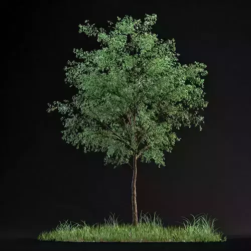 Small Tree 01