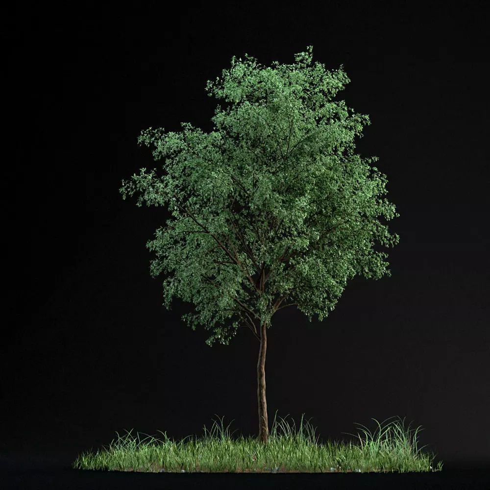 Small Tree 02 3D model_0