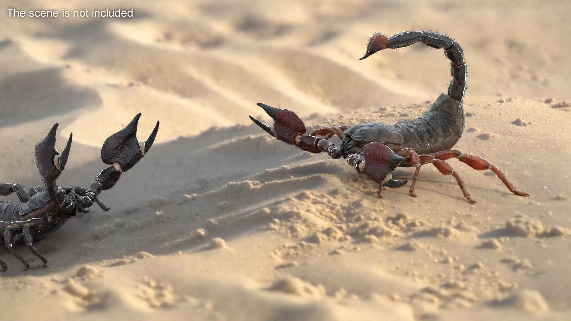 Realistic Scorpion Strikes Fur Animated Rigged for Maya 3D model