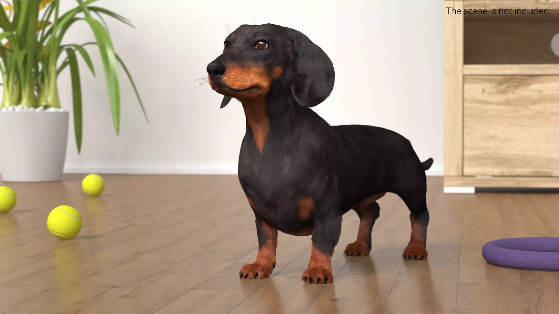 Smooth-Haired Dachshund Dog Black Fur for Cinema 4D 3D model