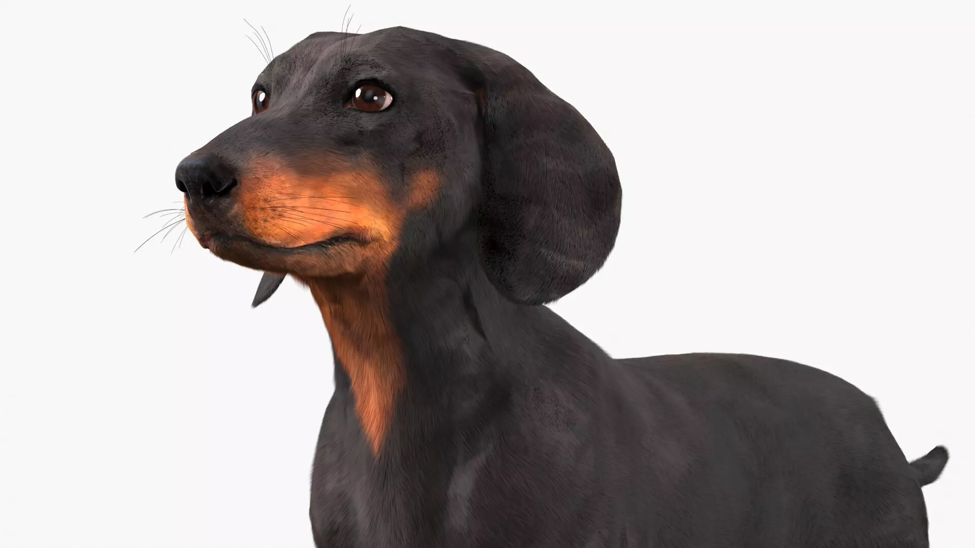 Smooth-Haired Dachshund Dog Black Fur for Maya 3D model