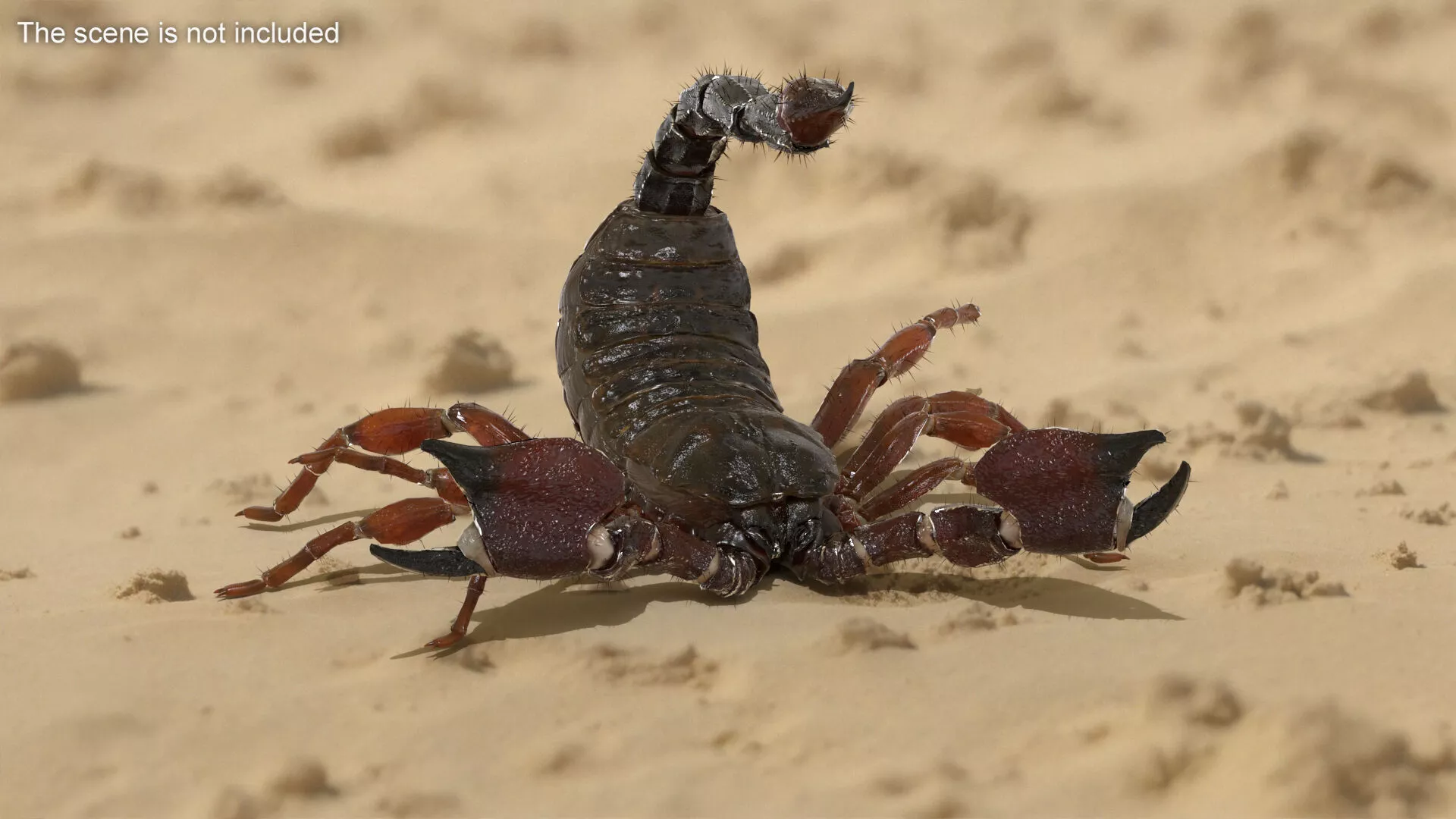 Realistic Scorpion Strikes Fur Animated Rigged for Cinema 4D 3D model