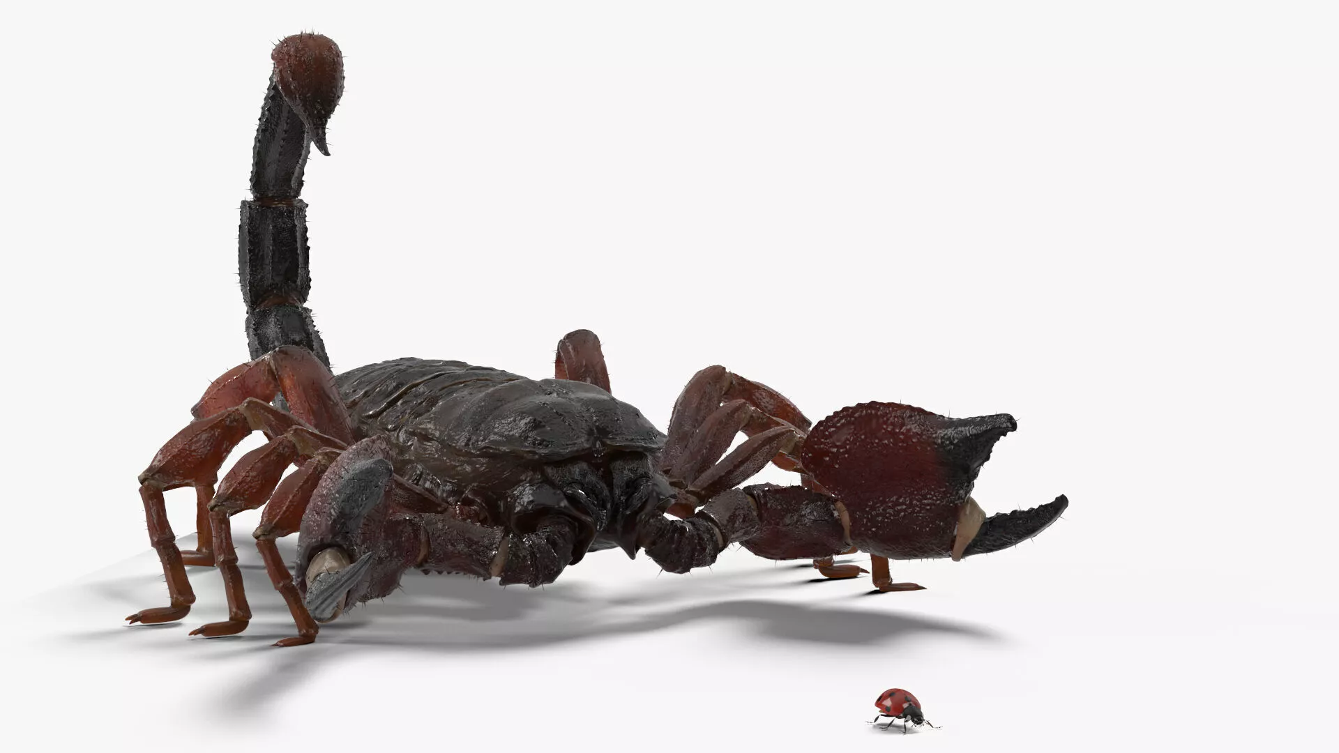 Hunting Scorpion Fur Animated Rigged for Maya 3D model