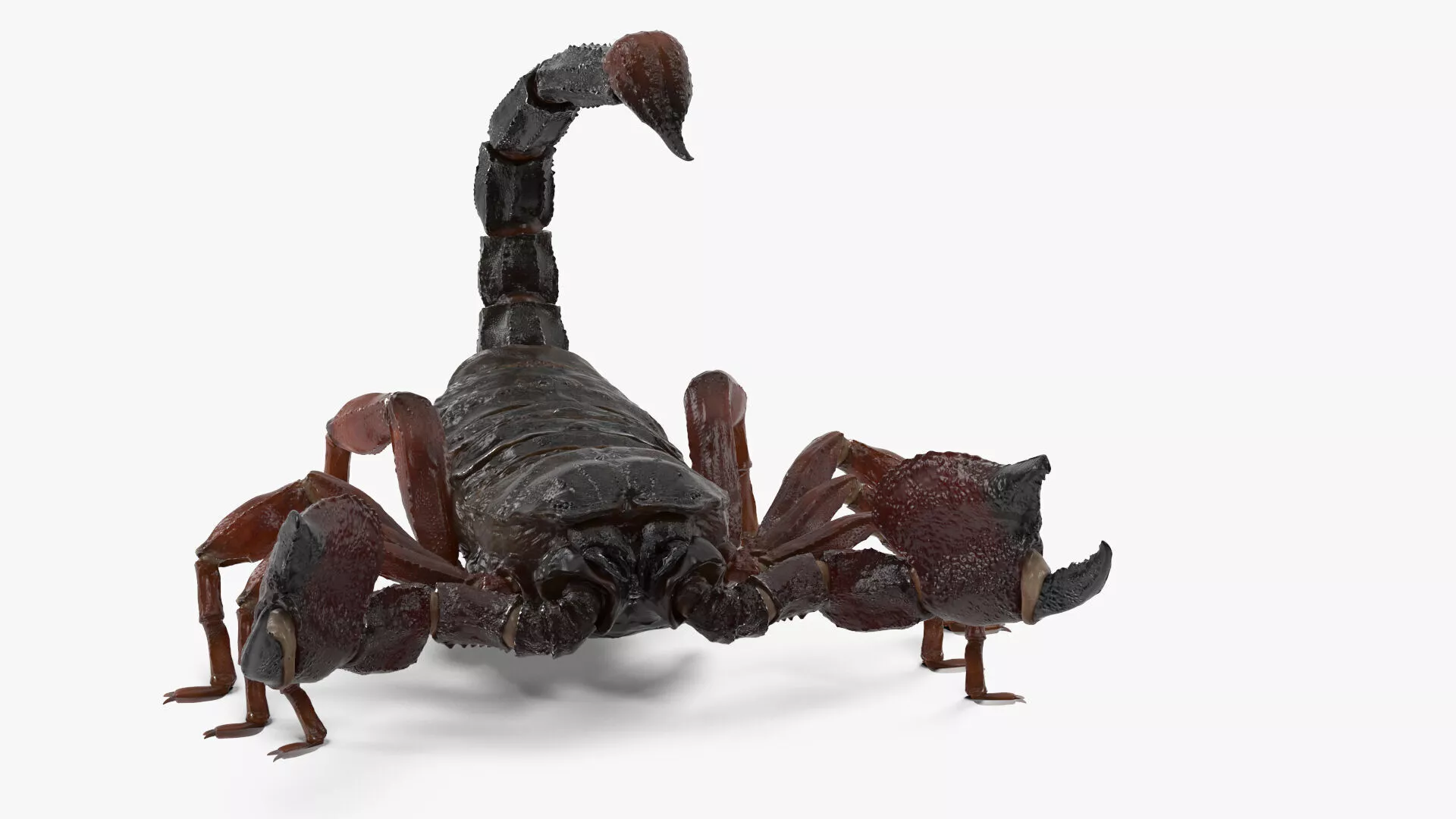 Realistic Scorpion Strikes Animated Rigged for Cinema 4D 3D model