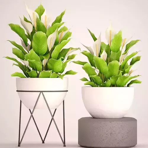 Spathiphyllum plant 3