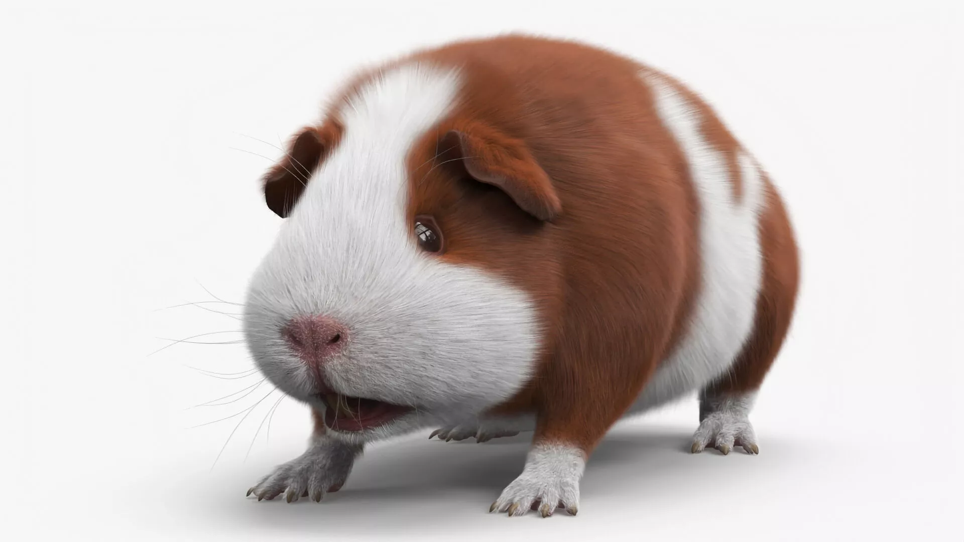 Smooth Coat Guinea Pig Brown White Fur for Cinema 4D 3D model