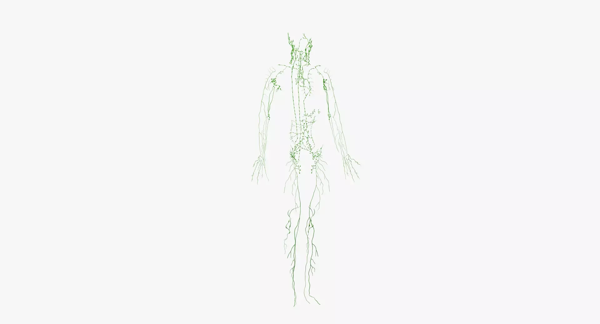 Human Lymphatic System Lymph Nodes 3D model