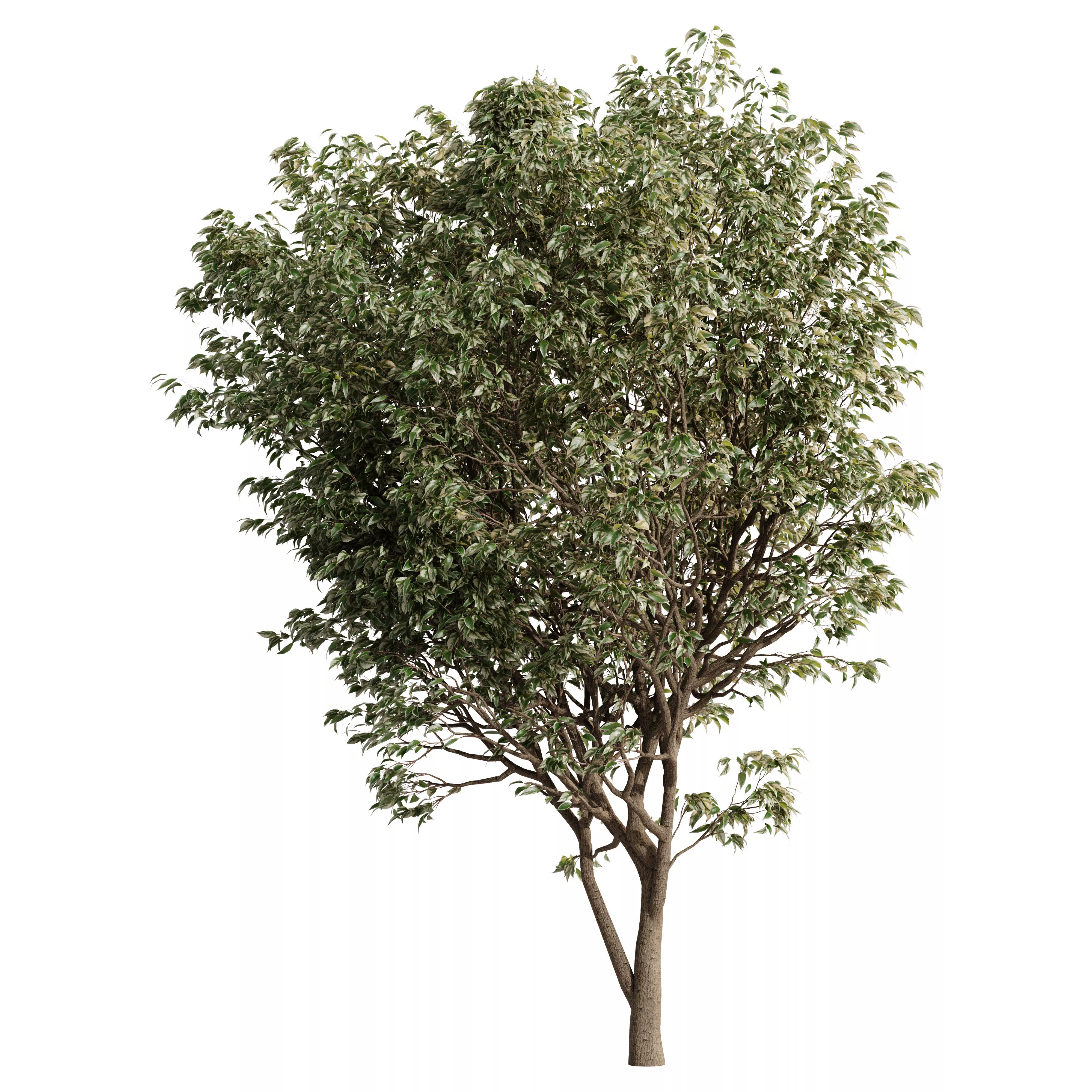 Acer Variegatum Tree Vol 02 3D model