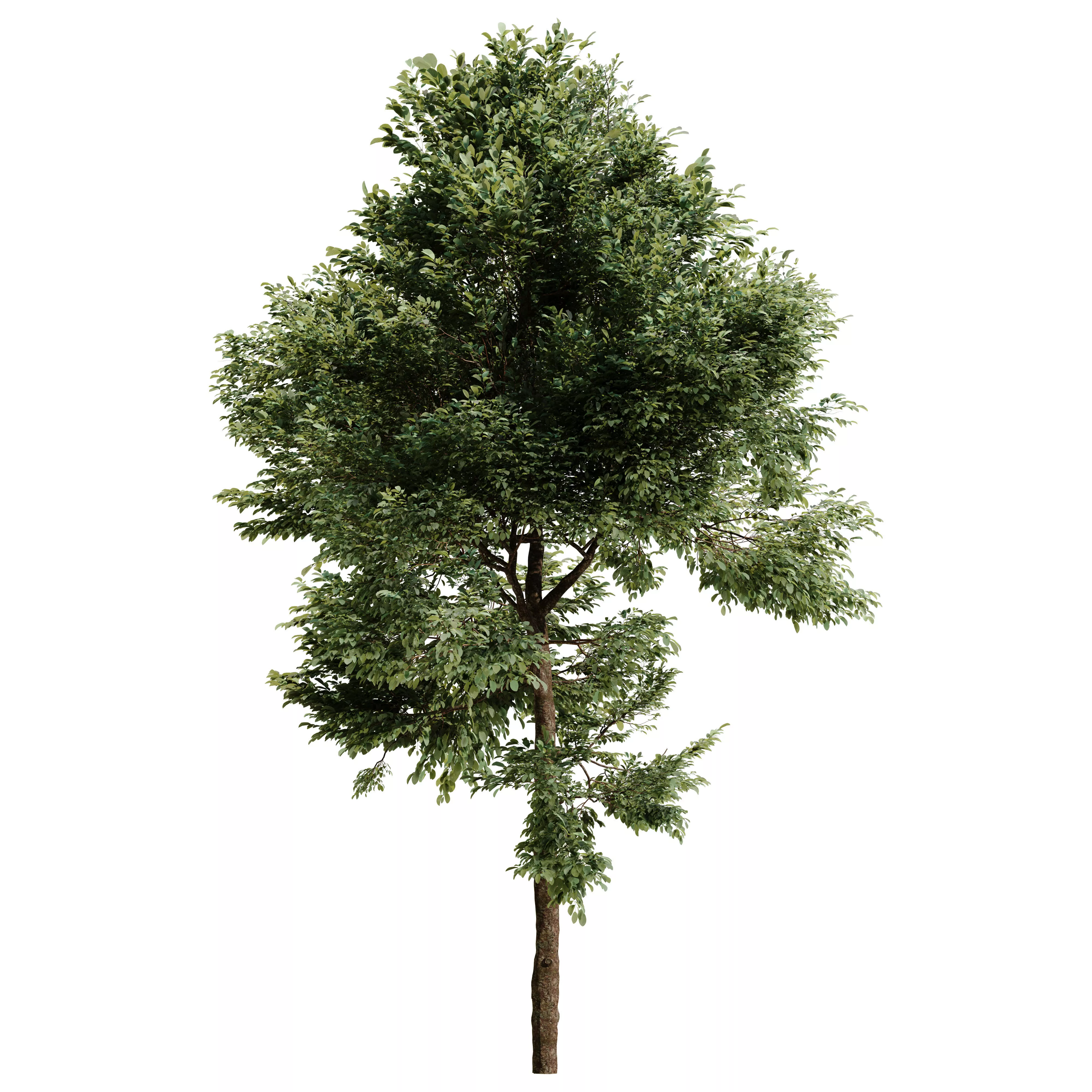 Alnus Tree Vol 01 3D model