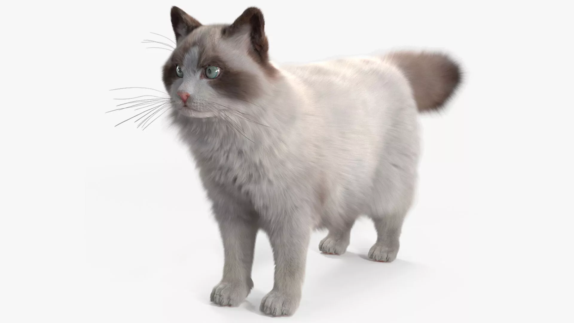 Ragdoll Cat Fur for Maya 3D model