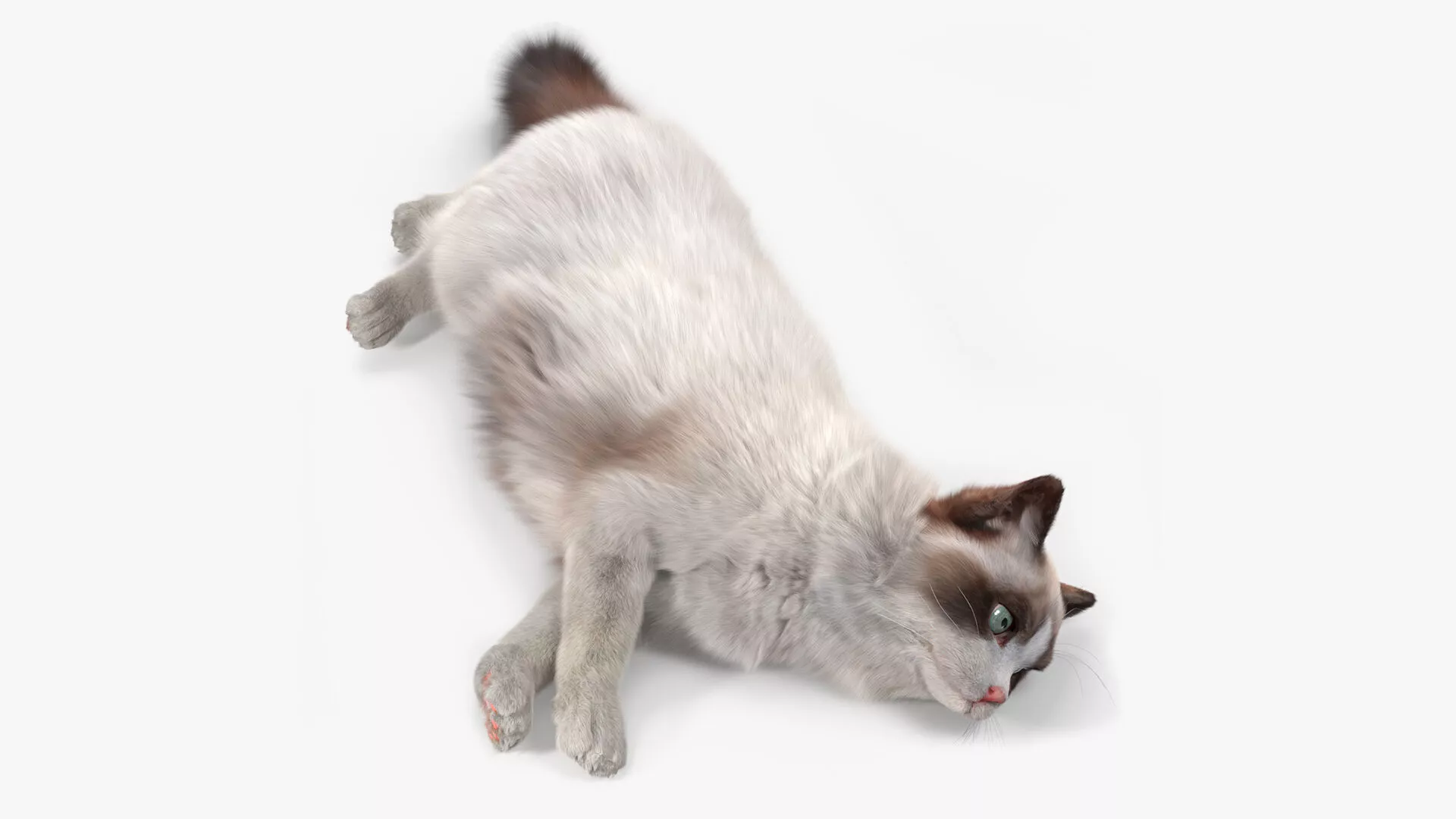 Ragdoll Cat Lying Pose Fur for Maya 3D model