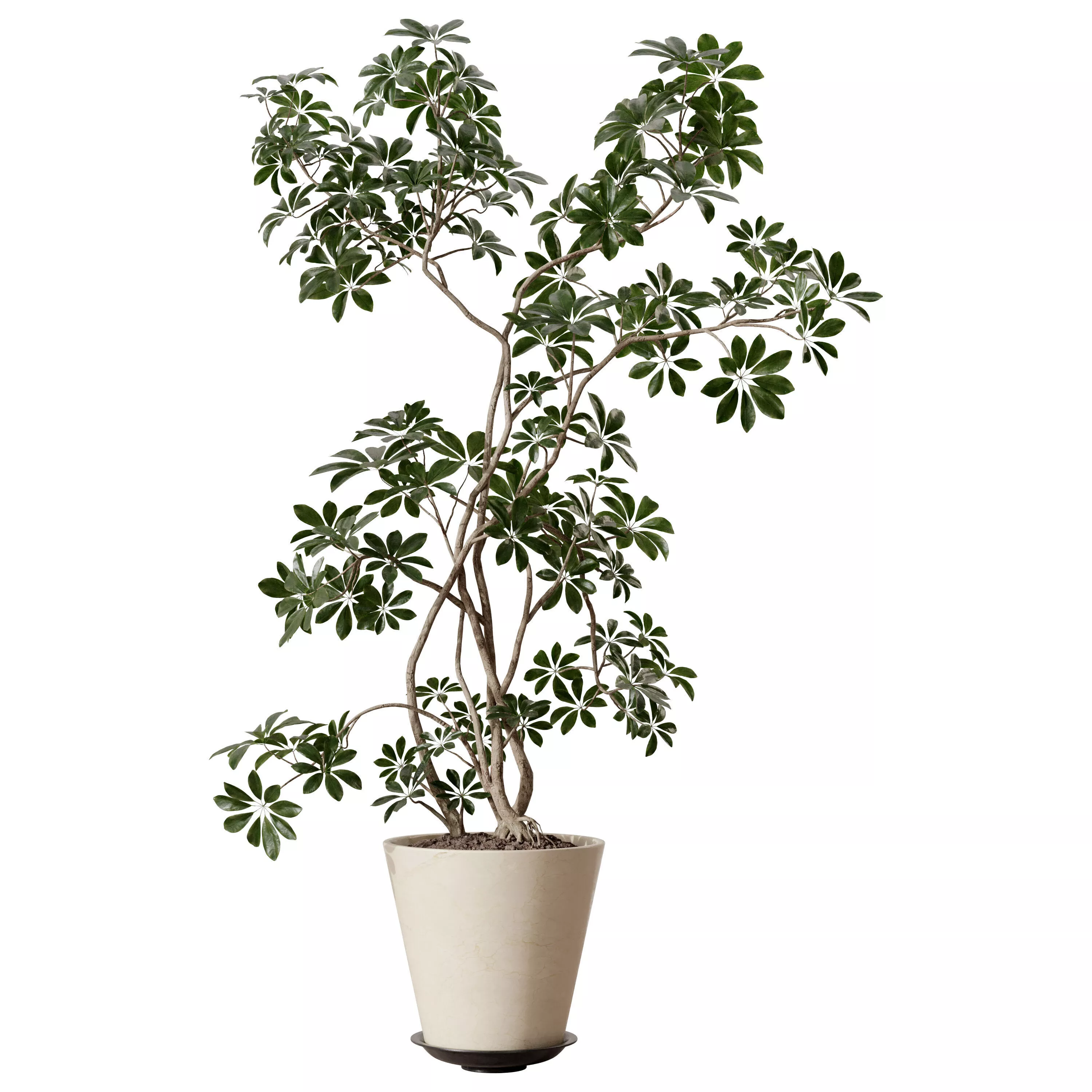 Standing Schefflera Plant in Ceramic Pot 3D model