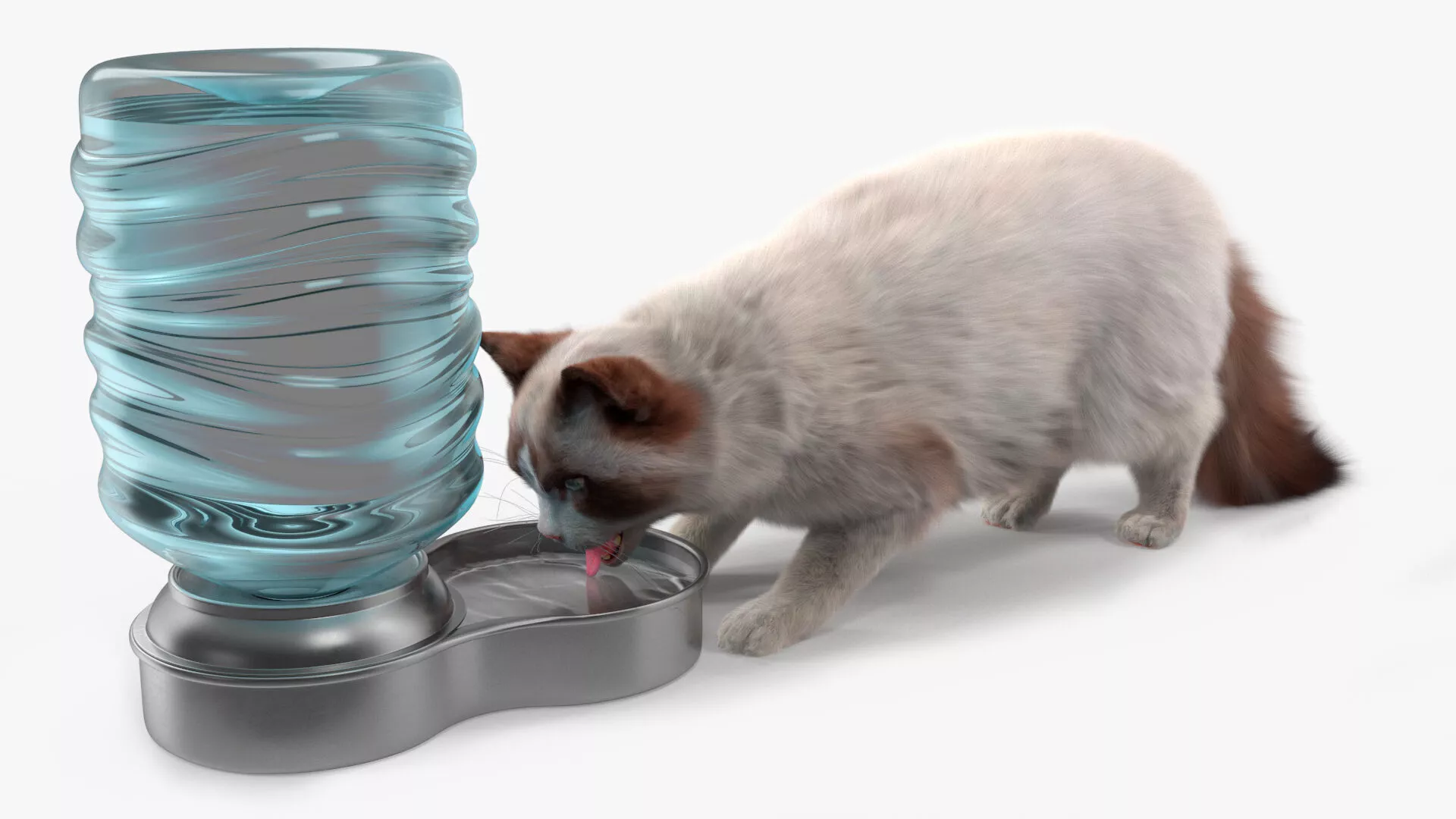 Ragdoll Cat with Pet Drinker Fur for Cinema 4D 3D model
