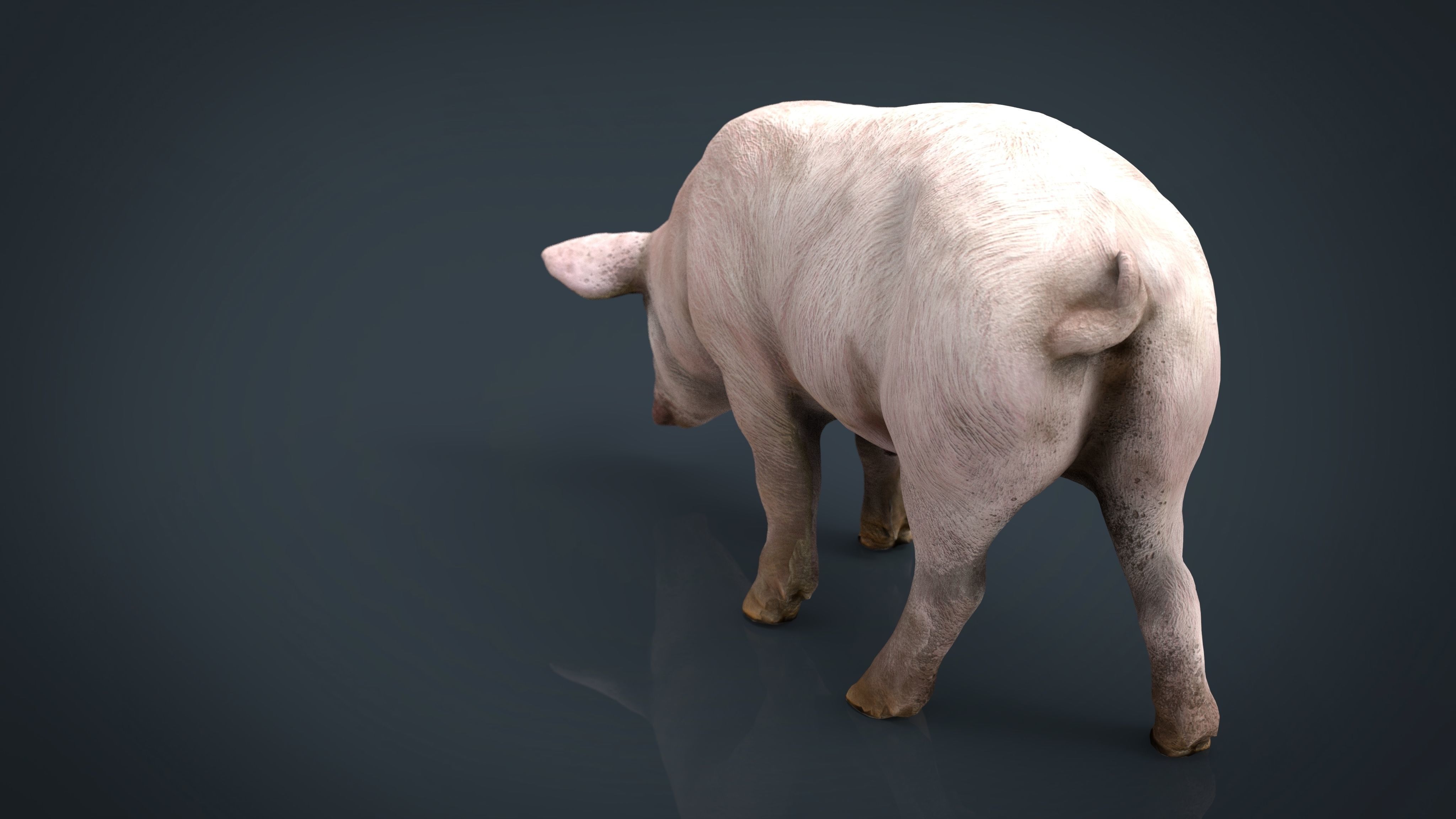 Realistic Sow pig Low-poly 3D model_11