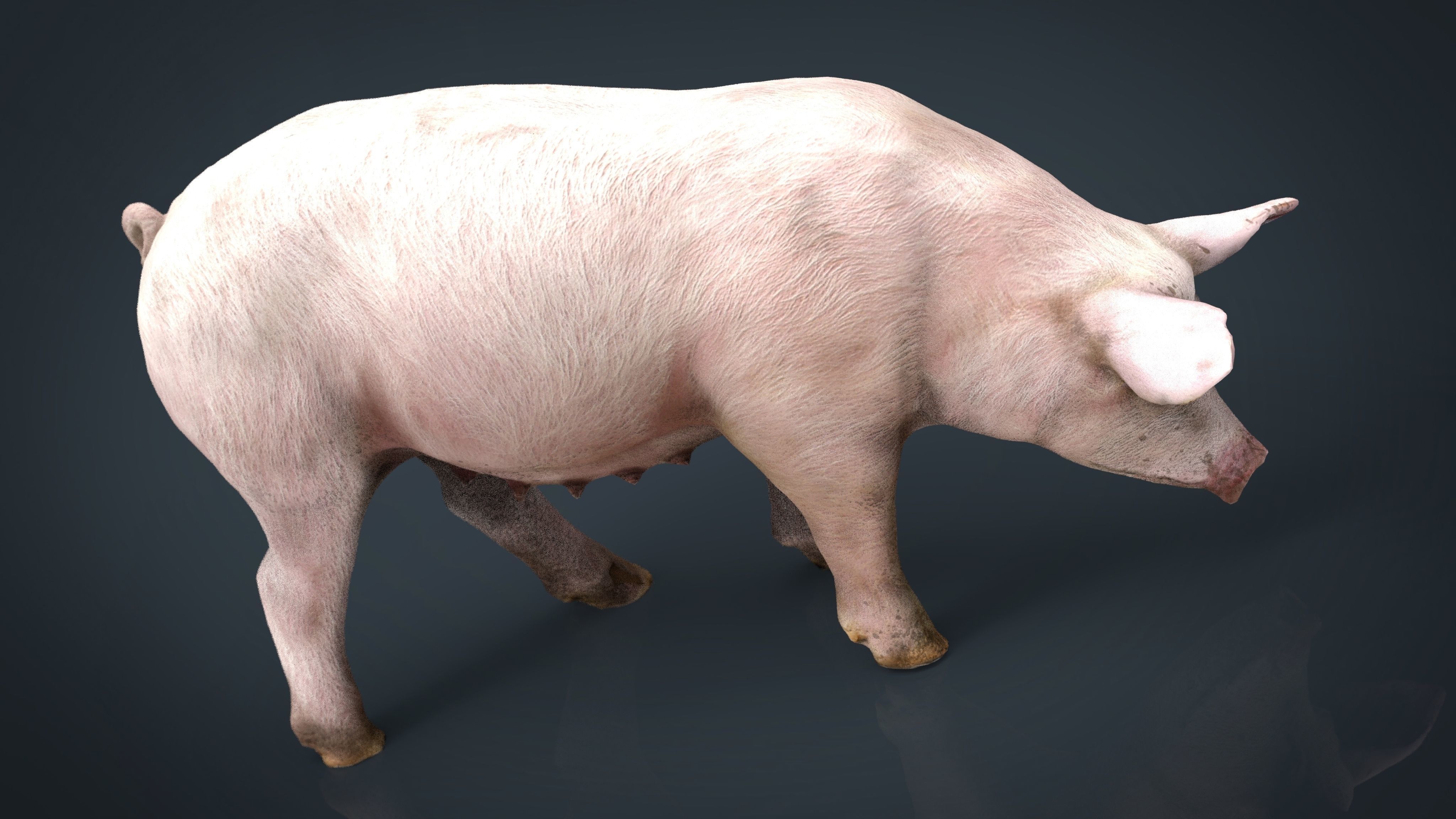 Realistic Sow pig Low-poly 3D model_12