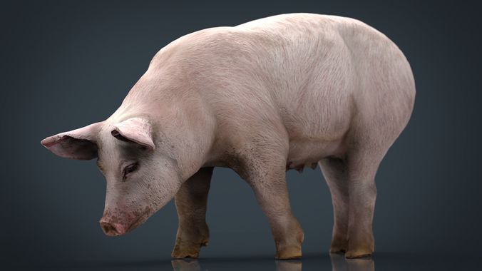 Realistic Sow pig Low-poly 3D model