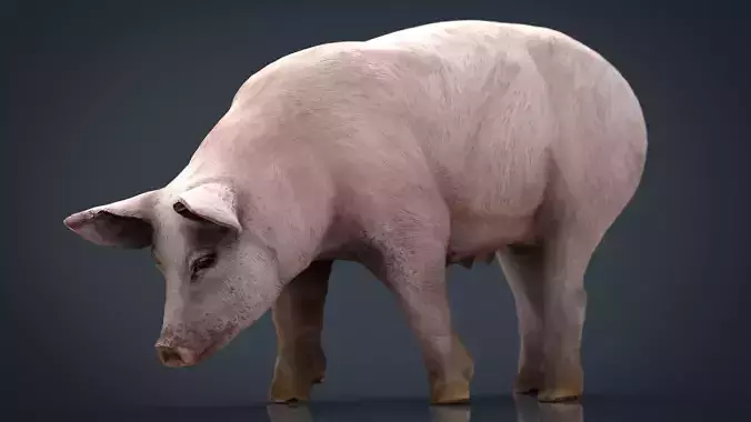 Realistic Sow pig Low-poly 3D model