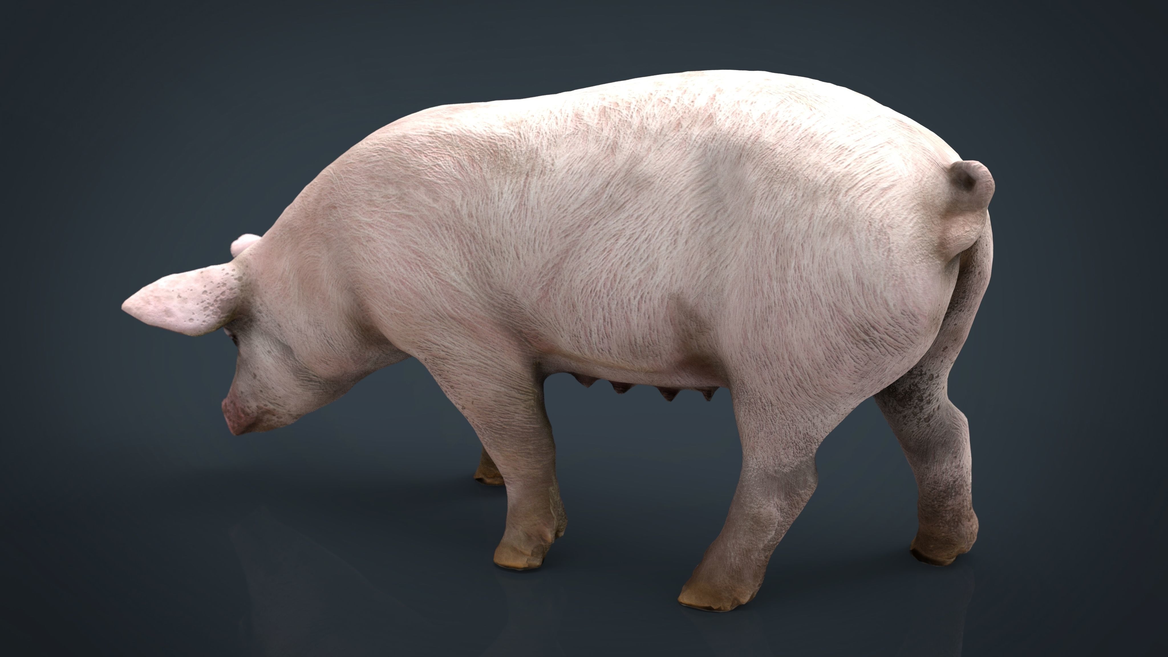 Realistic Sow pig Low-poly 3D model_13