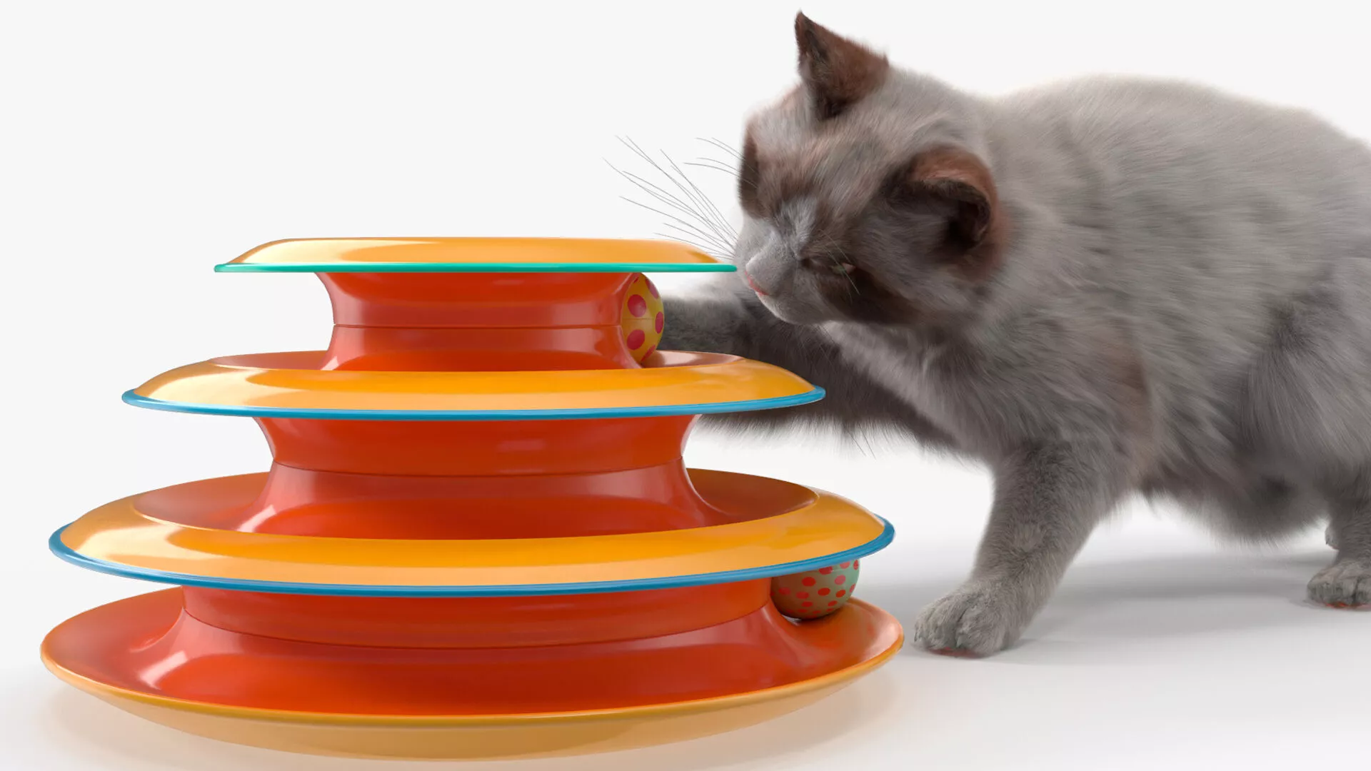 Ragdoll Cat Playing with Tower Track Toy Fur for Maya 3D model