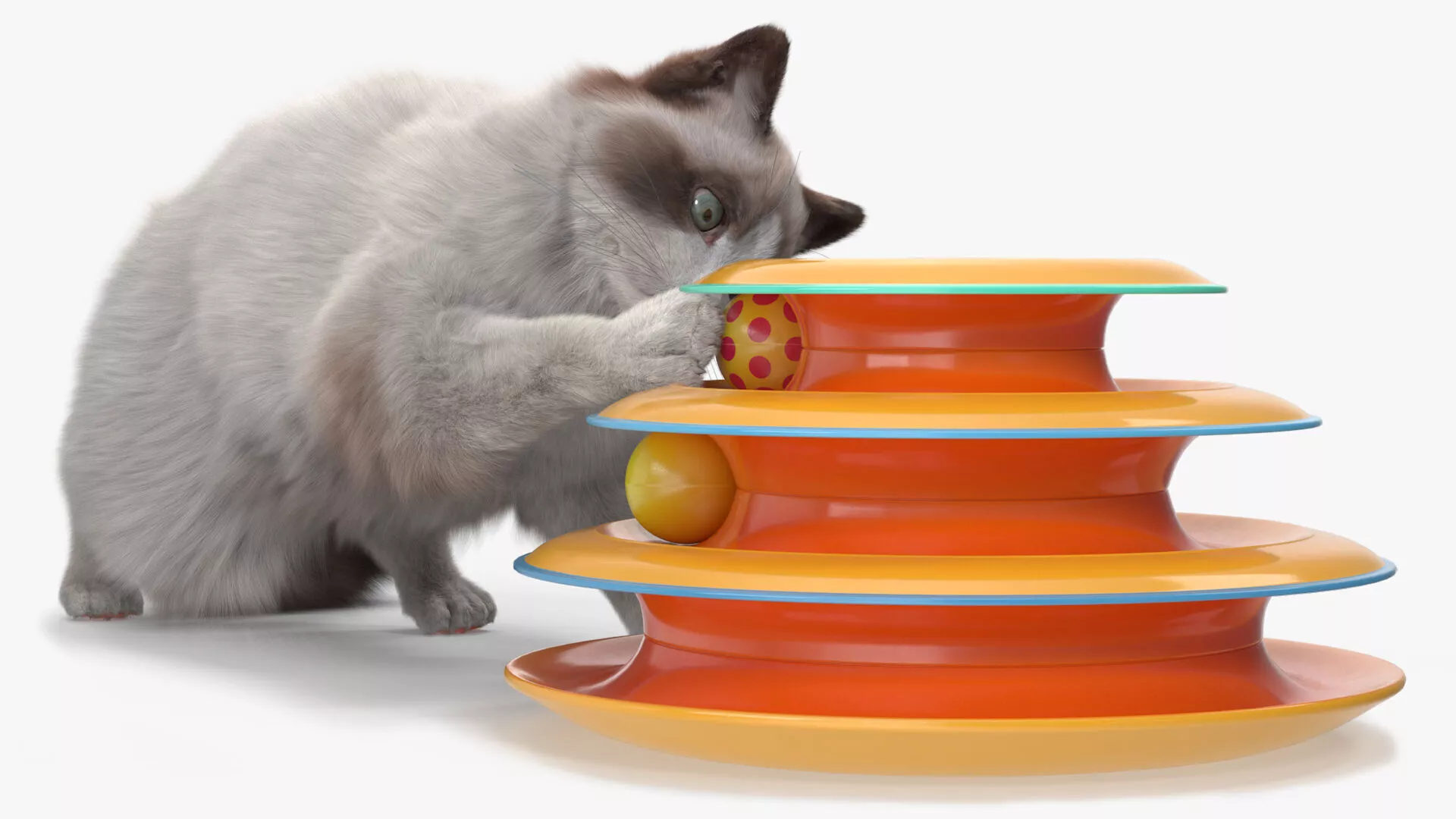 Ragdoll Cat Playing with Tower Track Toy Fur for Cinema 4D 3D model