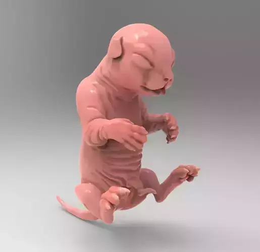 Fetal Kitten Cat Fetus