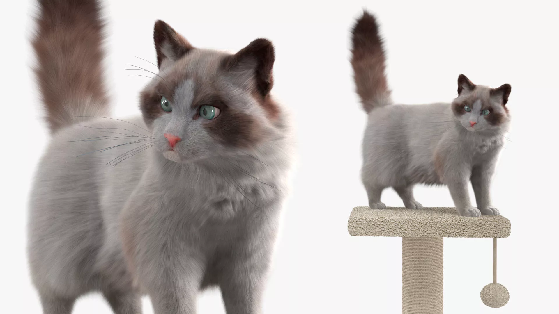 Fluffy Cat Standing on Cat Tree Tower Fur for Cinema 4D 3D model