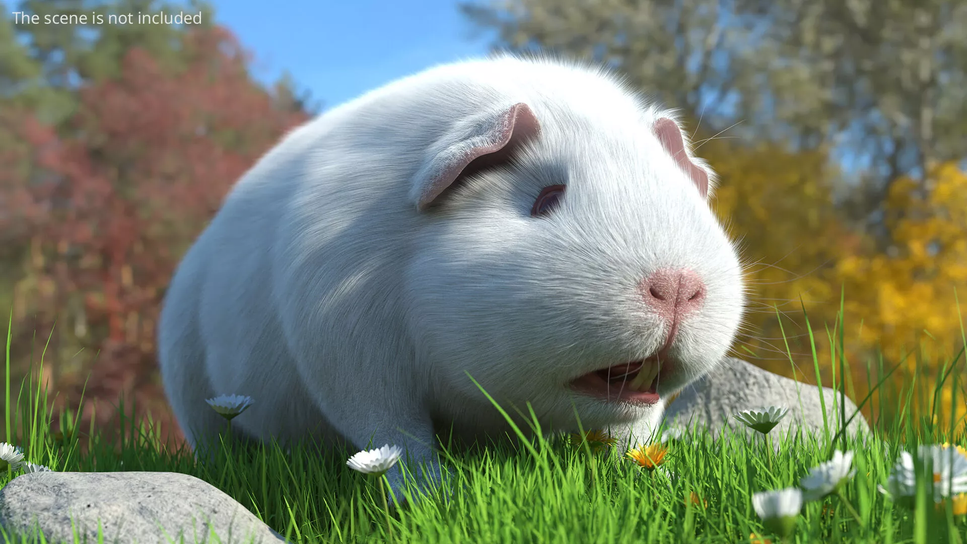 Albino Guinea Pig Red Eyes and Short Hair White Fur for Maya 3D model