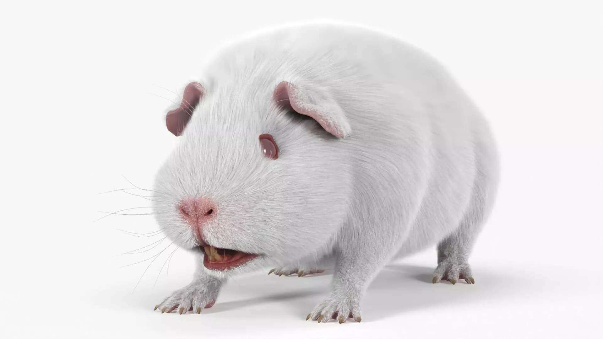 Albino Guinea Pig Red Eyes and Short Hair Fur for Cinema 4D 3D model