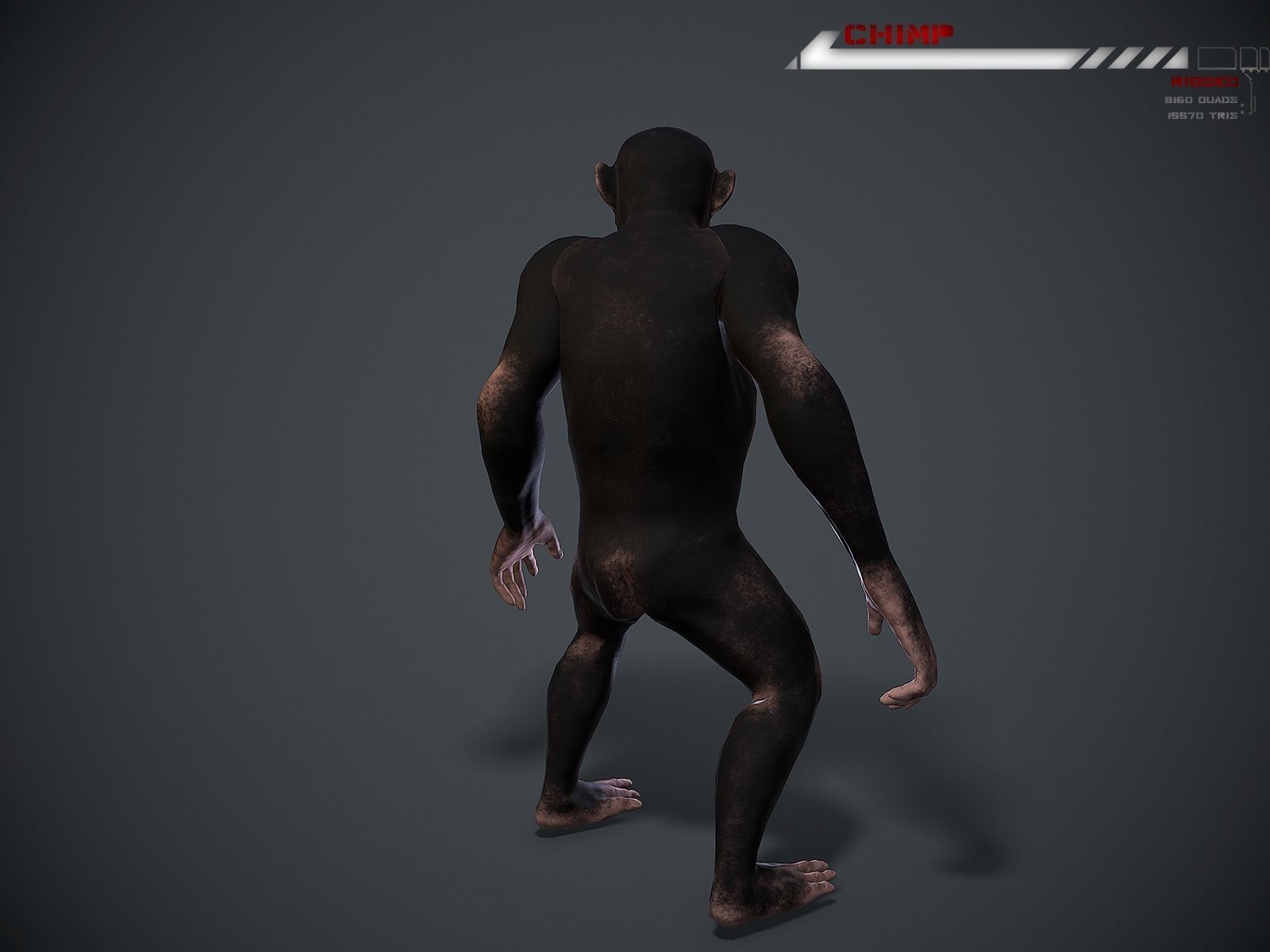 Chimp Lowpoly rigged Low-poly 3D model_7