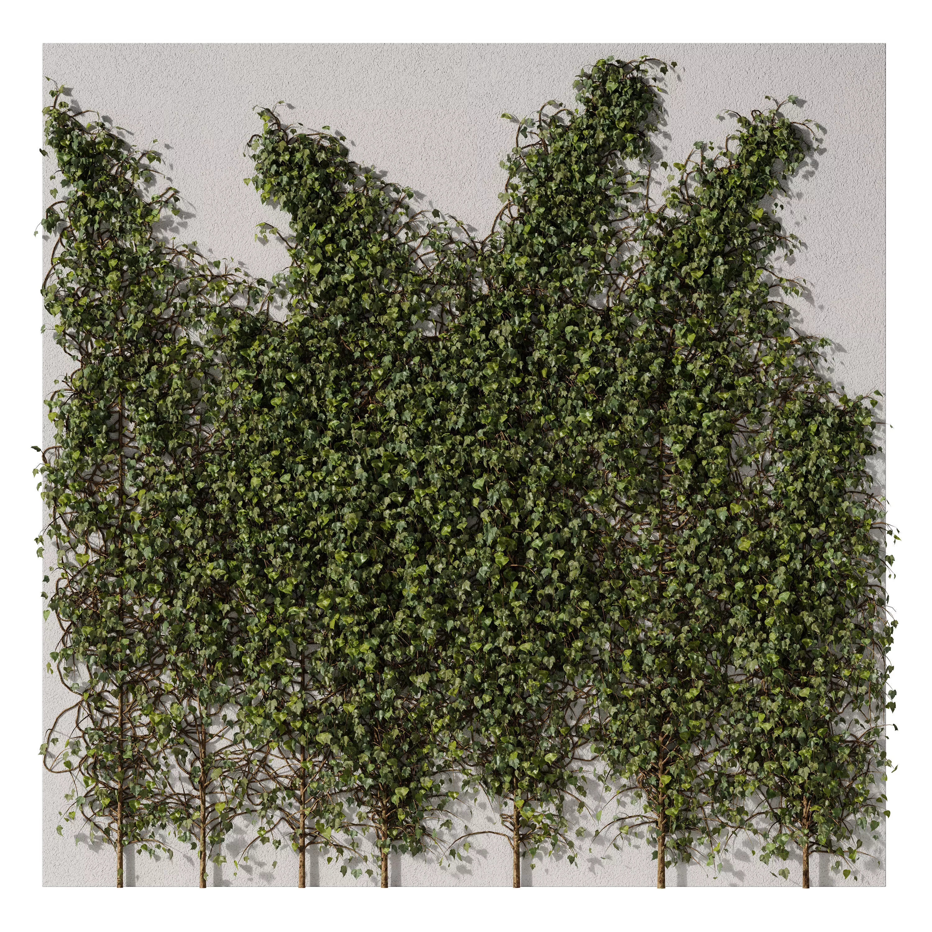 Climbing Ivy On Wall Vol 02 3D model