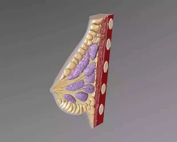 Human Female Breast Anatomy