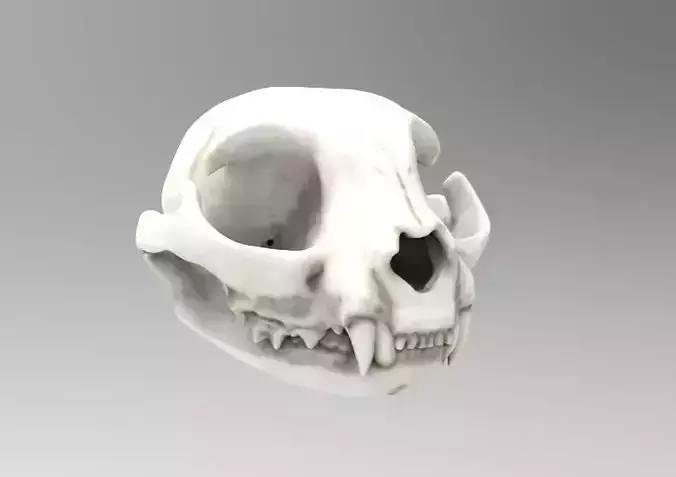 House Cat 3D Scan Custom Texture Separate Jaw