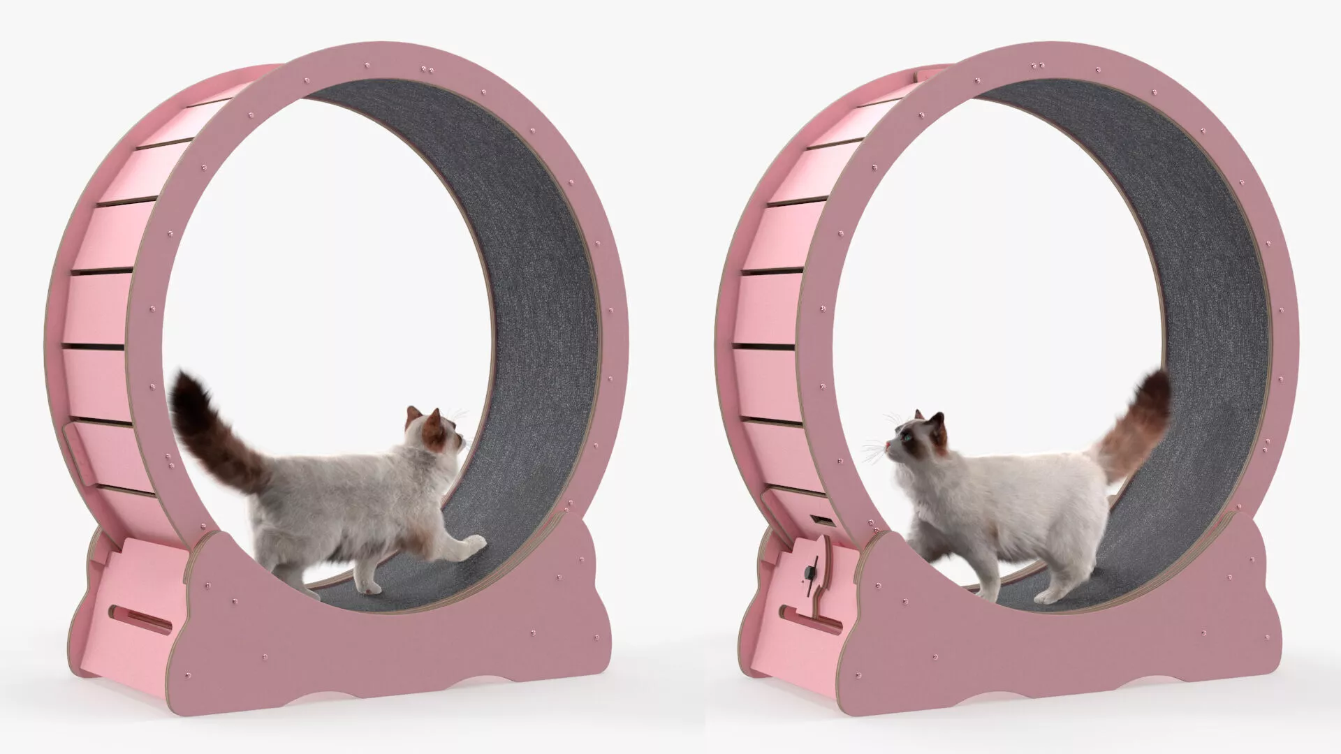 Ragdoll Cat Walking on Exercise Wheel Fur for Cinema 4D 3D model
