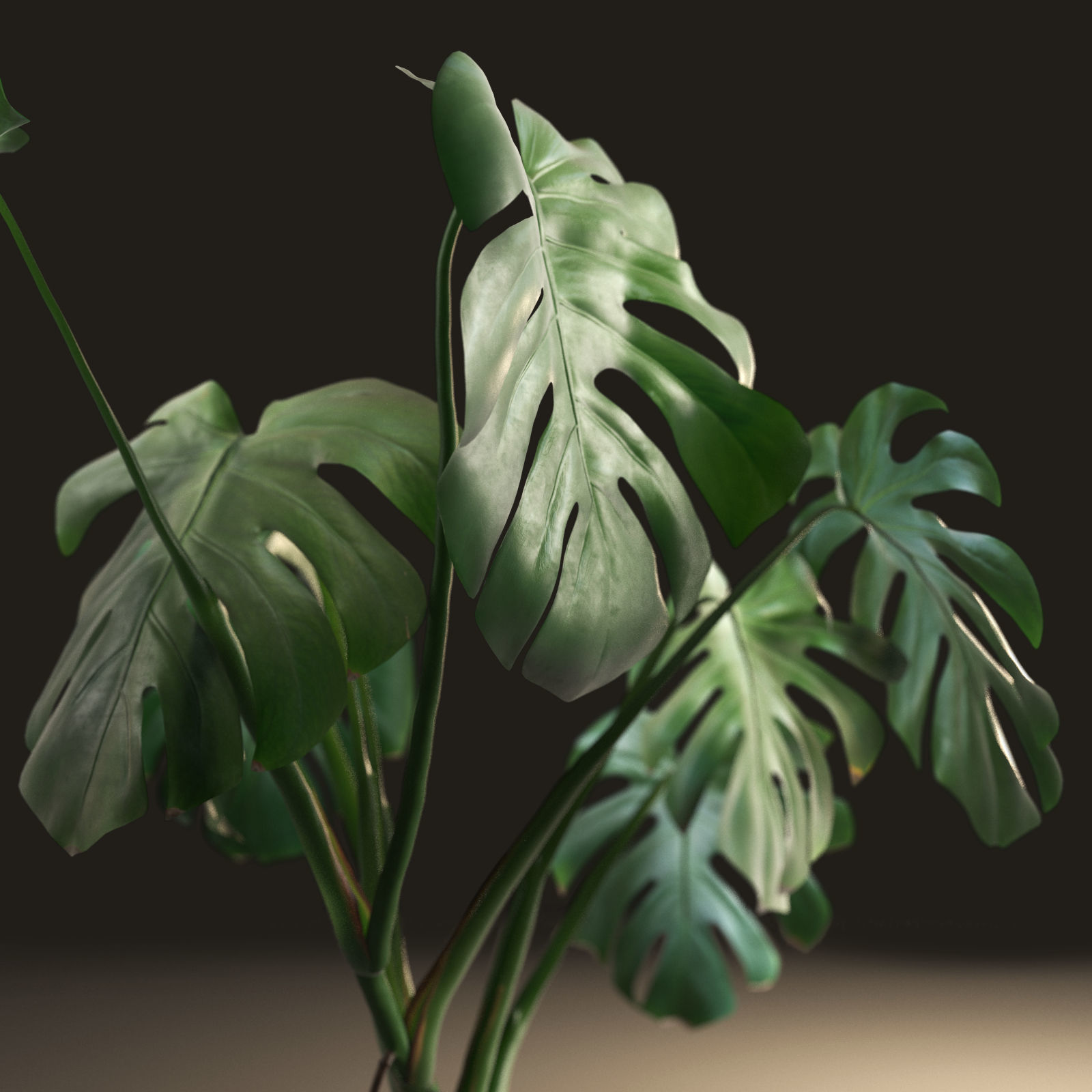 Monstera in Pot1 3D model_1