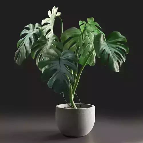 Monstera in Pot1 3D model
