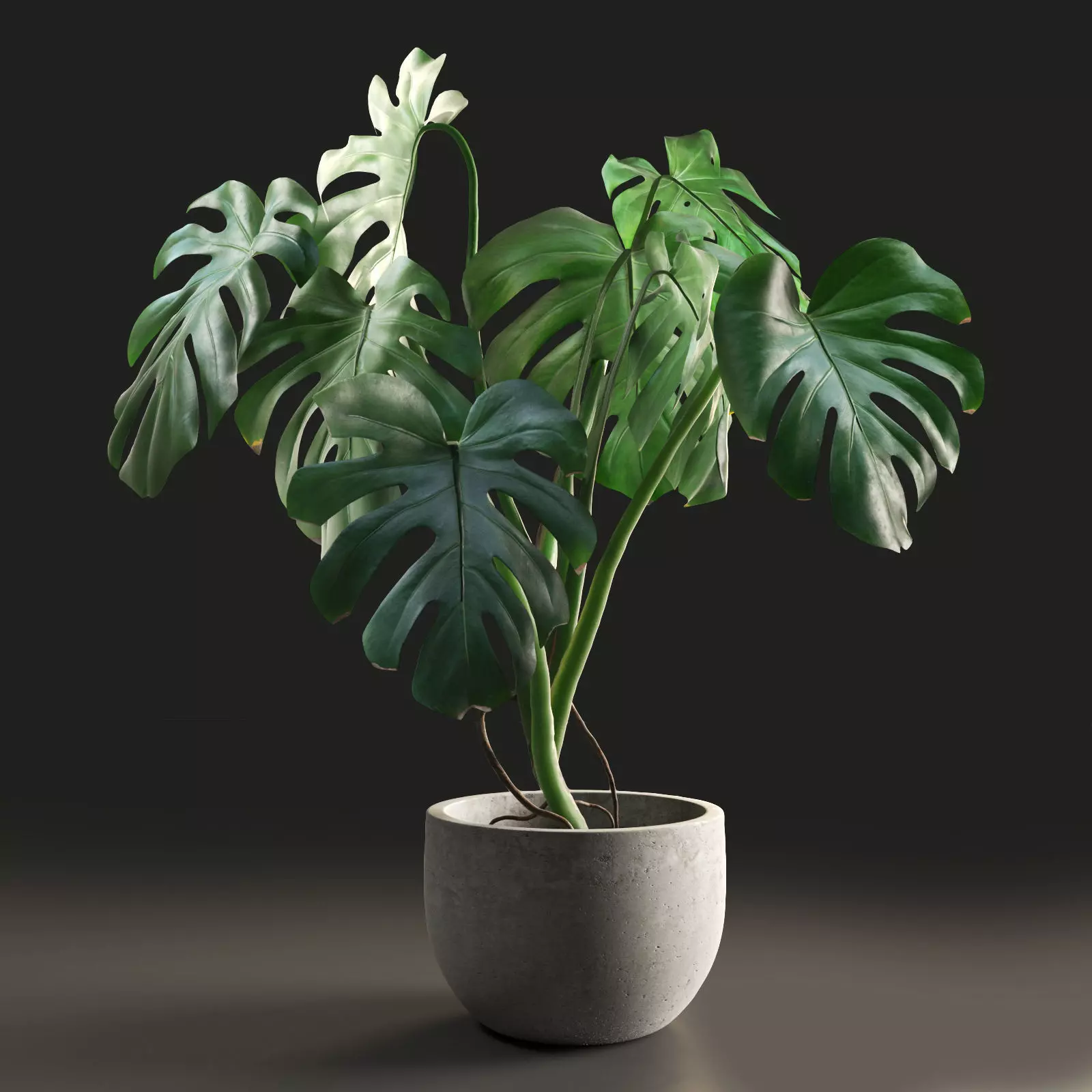 Monstera in Pot1 3D model_0