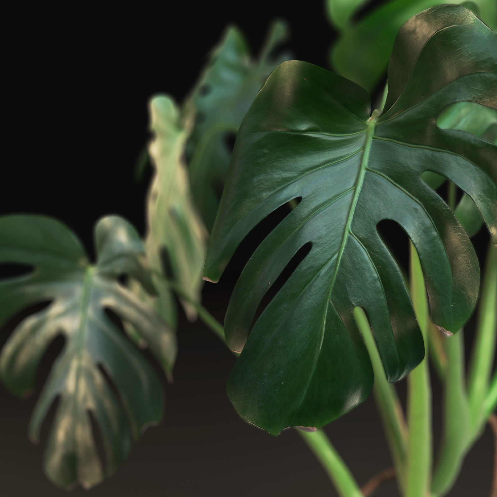 Monstera in Pot1 3D model_4