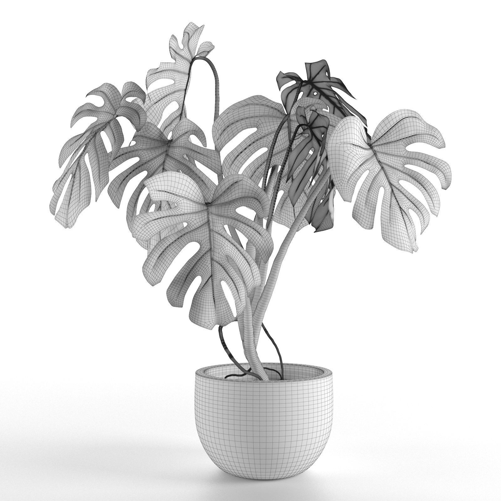 Monstera in Pot1 3D model_5