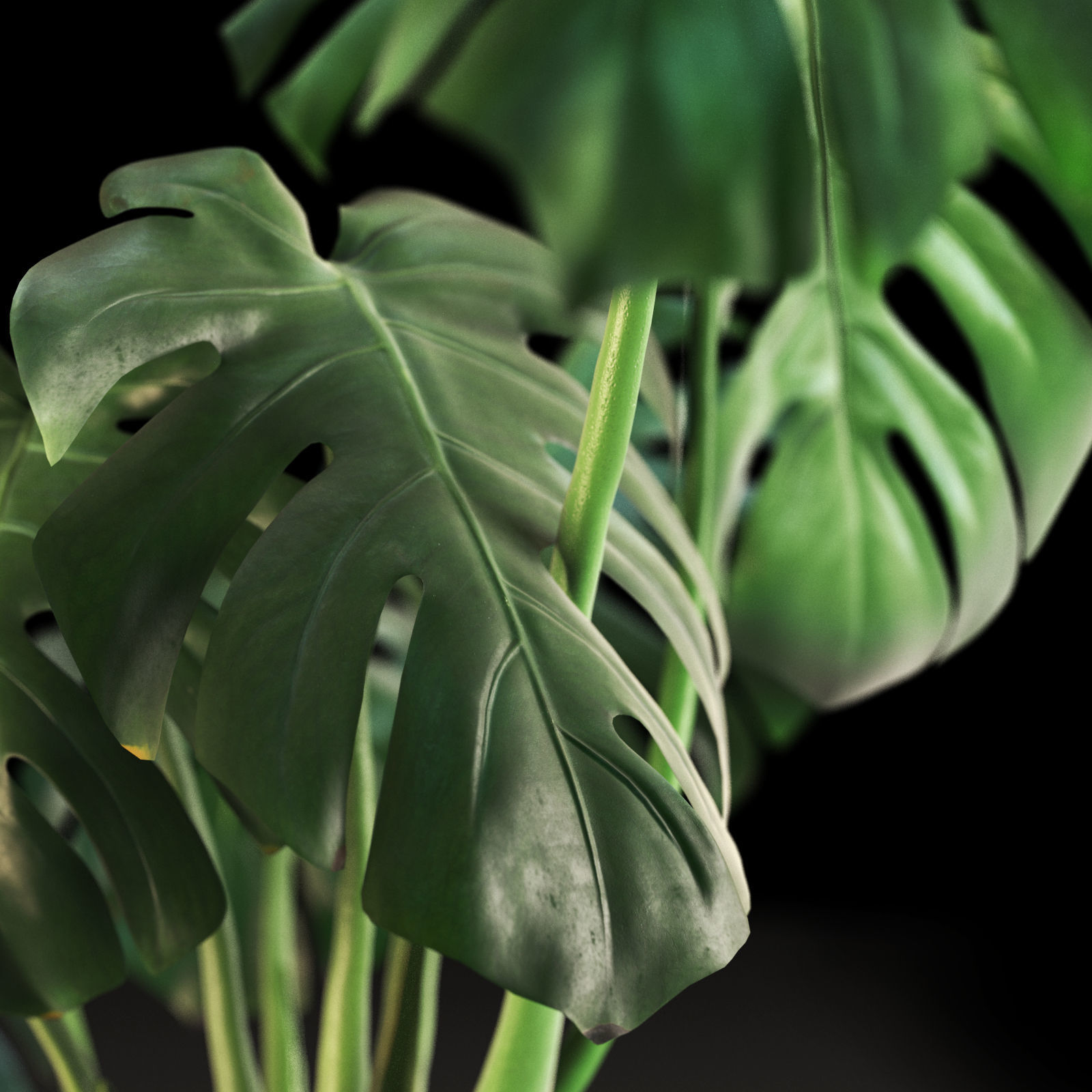 Monstera in Pot1 3D model_3