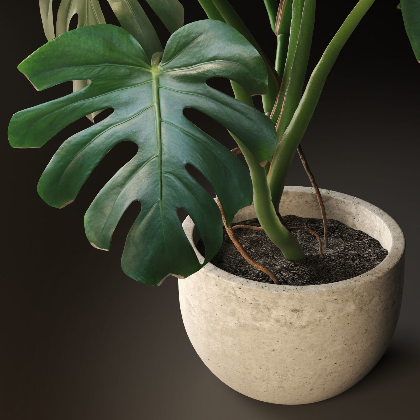 Monstera in Pot1 3D model_2