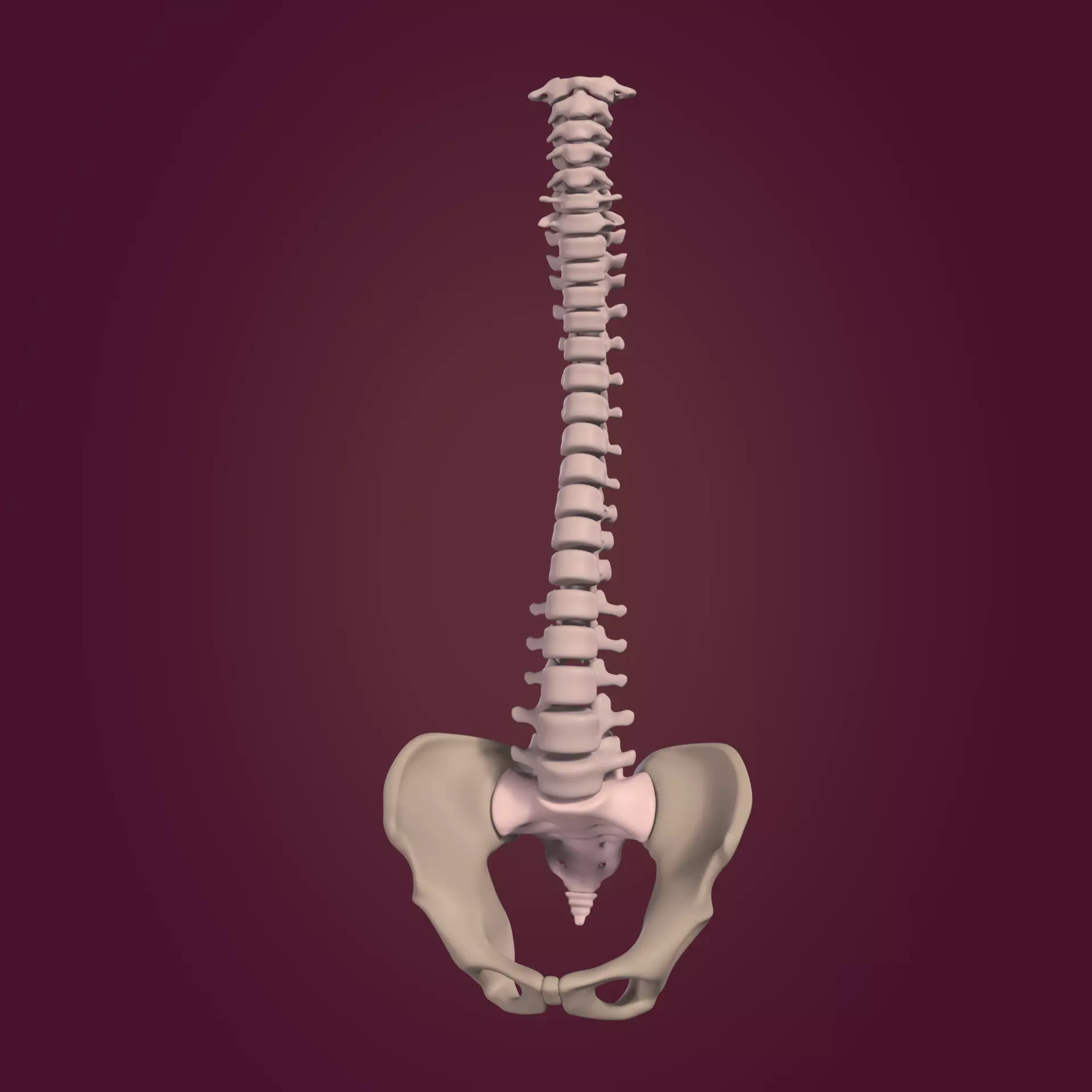 Anatomy - Human Spine - Vertebral Column Low-poly 3D model