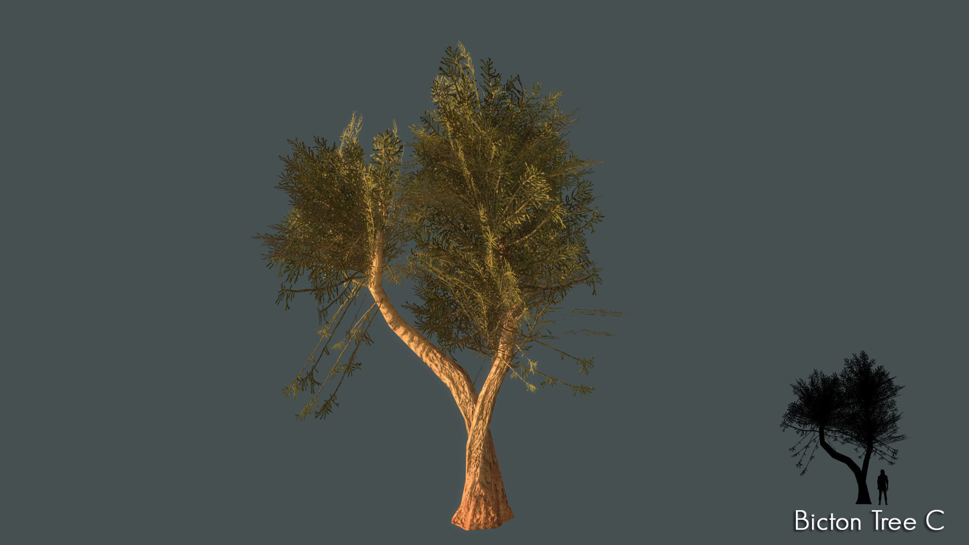 Low Poly Tree Pack Low-poly 3D model_6