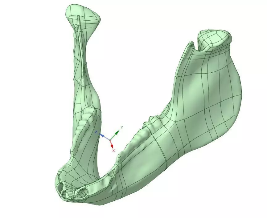 Pig Jaw Bone And Teeth Scan Free 3D model